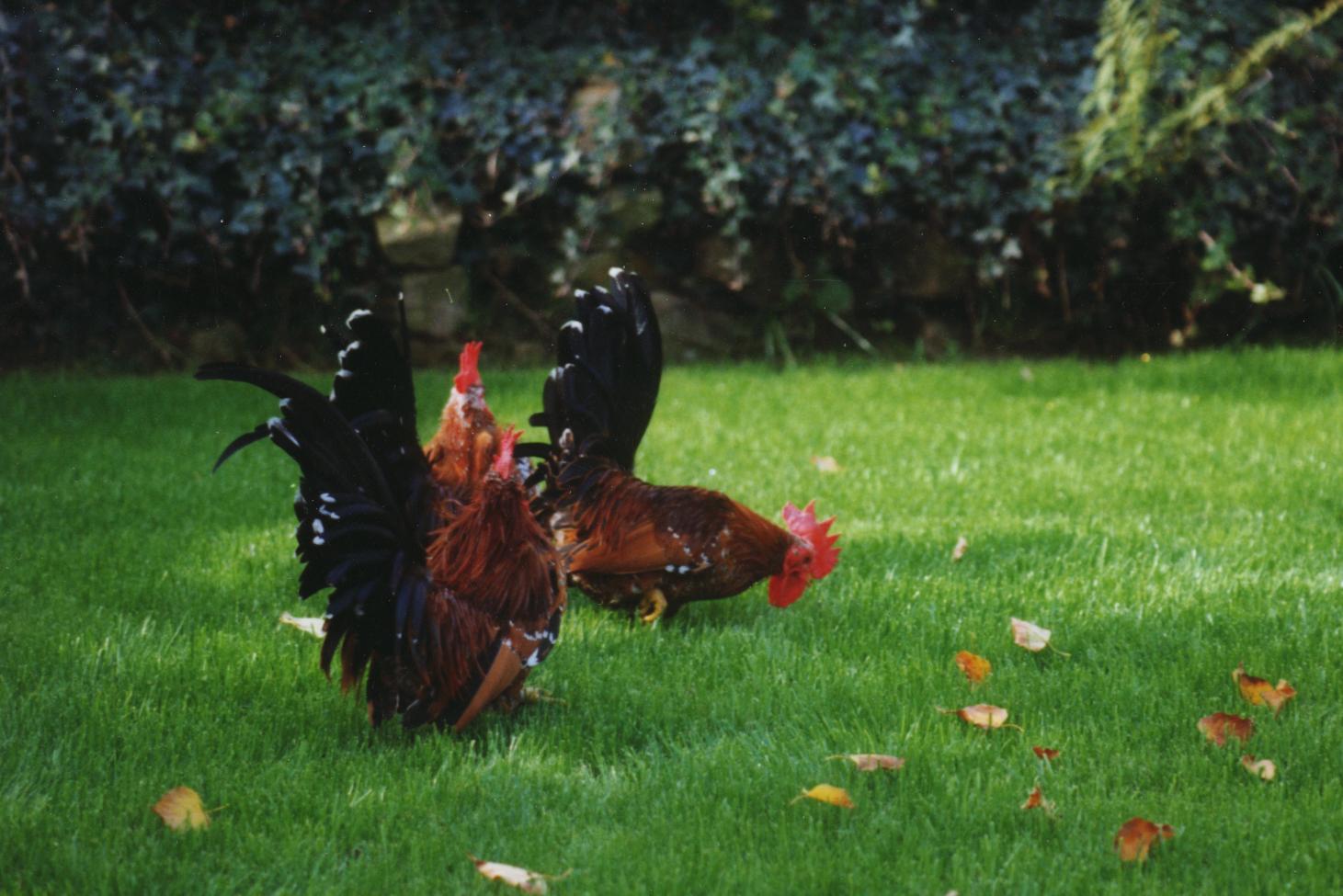 1,0 Porzellanfarbi im Garten