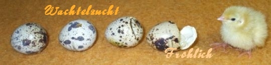 Banner_Wachtelzucht_Froelich[1]