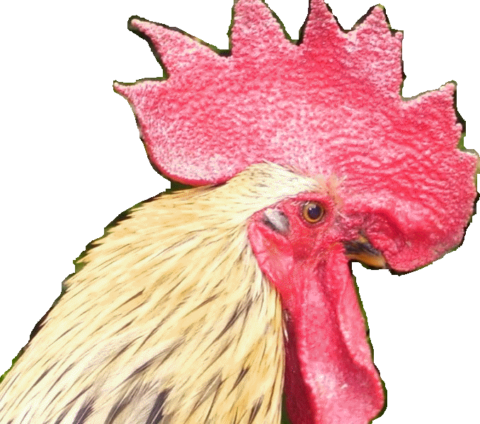 Chabofarm.be
