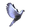 voegel_37